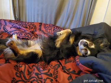 Folk delar anledningar till varför de låter sina hundar på soffan och det är för roligt