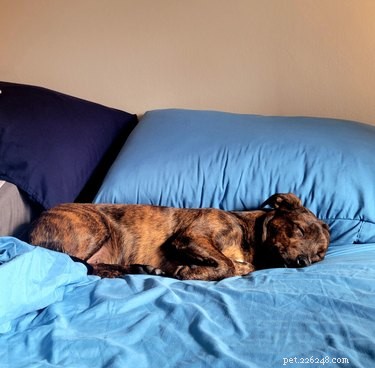 Les gens partagent les raisons pour lesquelles ils laissent leurs chiens sur le canapé et c est trop drôle