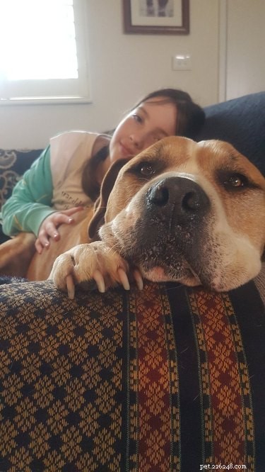 Les gens partagent les raisons pour lesquelles ils laissent leurs chiens sur le canapé et c est trop drôle