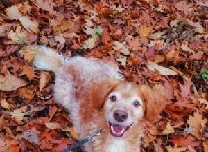 15 honden (en een kat) genieten van de herfstbladeren
