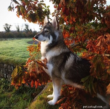 15 собак (и кошка), наслаждающихся осенней листвой 