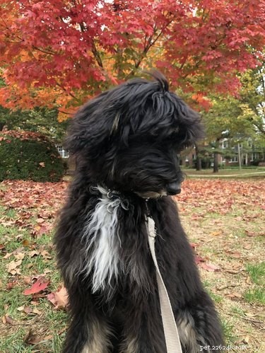 15 honden (en een kat) genieten van de herfstbladeren