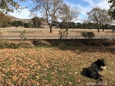15 собак (и кошка), наслаждающихся осенней листвой 