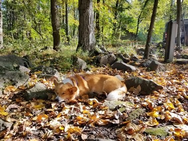 15 hundar (och en katt) som njuter av höstens lövverk