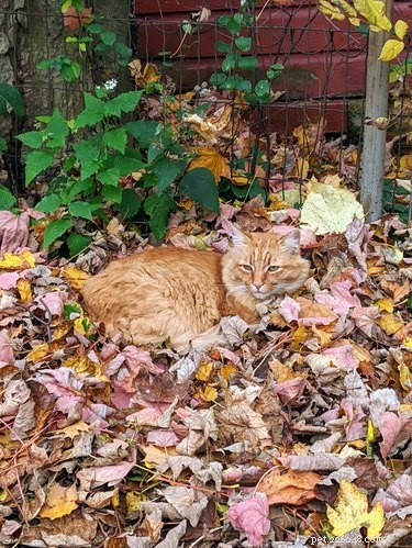 15 psů (a kočka) užívajících si podzimní listí