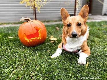 Фонарики-собаки:хэллоуинский тренд, который настолько мил, что даже пугает