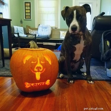 Dog-o-Lanterns :la tendance d Halloween qui est si mignonne que c est effrayant