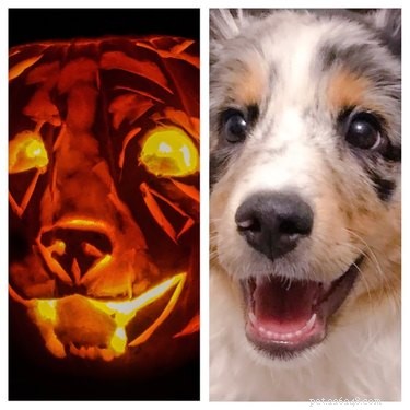 Dog-o-Lanterns:할로윈 트렌드는 너무 귀엽고 무섭습니다