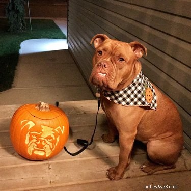 Dog-o-Lanterns:a tendência do Halloween que é tão fofa que é assustadora