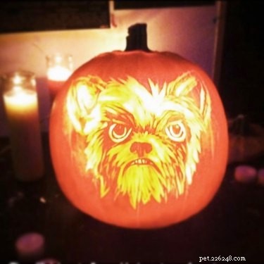 Dog-o-Lanterns:Halloweenský trend, který je tak roztomilý až děsivý