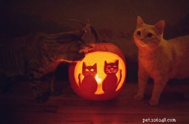Dog-o-Lanterns:The Halloween Trend Thats So Cute Its Scary