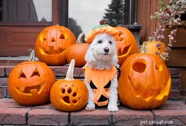Dog-o-Lanterns：怖いのでとてもかわいいハロウィーンのトレンド 