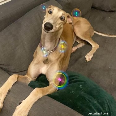 16 cachorros loucos por bolhas