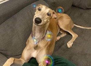 16 собак сходят с ума от мыльных пузырей