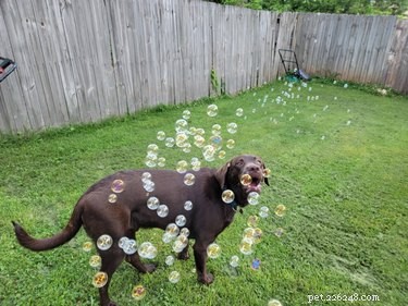 16 honden die gek worden op bubbels