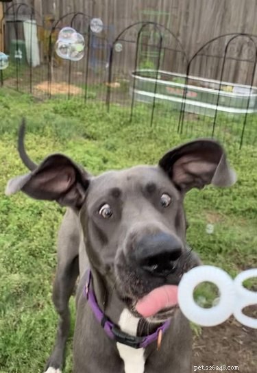 16 Dogs Going Bonkers For Bubbles