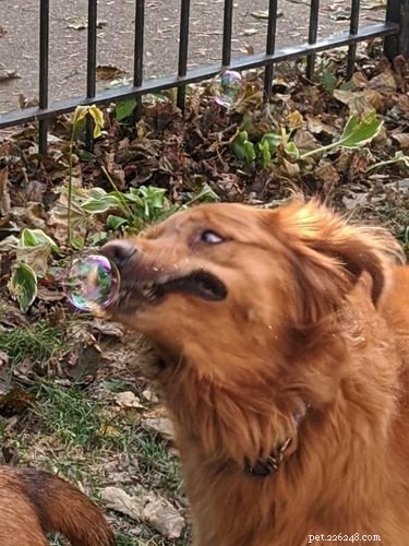 16 cachorros loucos por bolhas