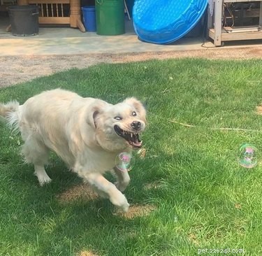 16 Dogs Going Bonkers For Bubbles