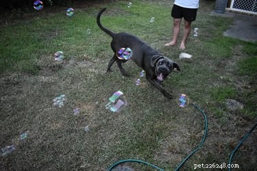 16 собак сходят с ума от мыльных пузырей