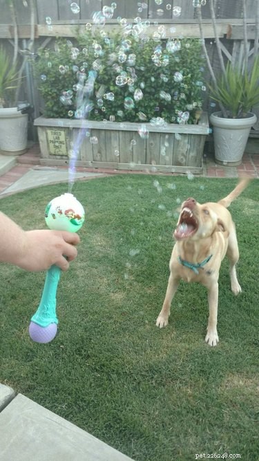 16 chiens fous de bulles