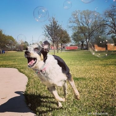 16 honden die gek worden op bubbels