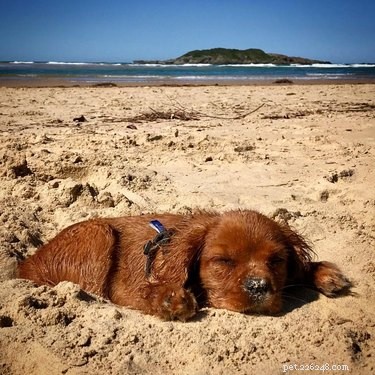 22 psů má perfektní plážový den