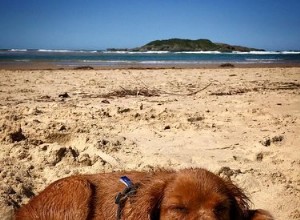 22 cães tendo o dia de praia perfeito