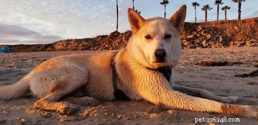22 hundar som har den perfekta stranddagen