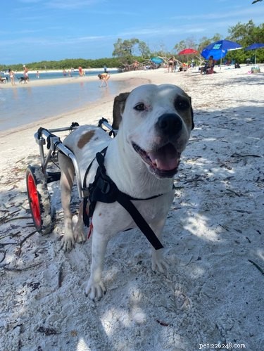 22 собаки проводят идеальный пляжный день