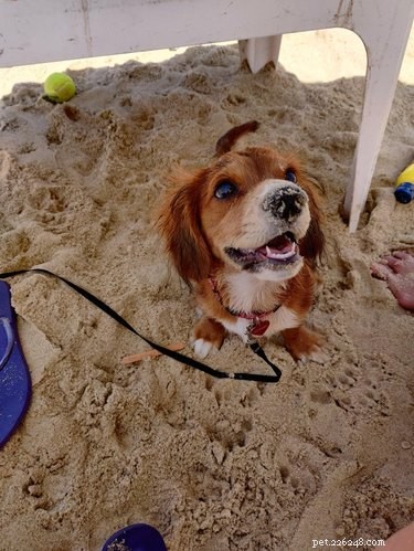 22 собаки проводят идеальный пляжный день