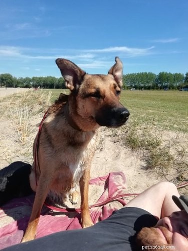 22 hundar som har den perfekta stranddagen