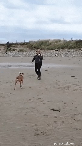 完璧なビーチの日を過ごす22匹の犬 