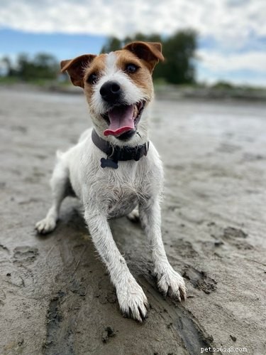 22 honden hebben de perfecte stranddag