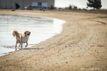 완벽한 해변의 날을 보내는 22마리의 개