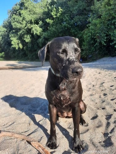22 psů má perfektní plážový den
