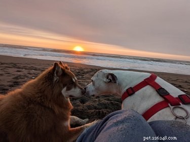 22 cães tendo o dia de praia perfeito