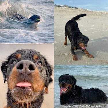 完璧なビーチの日を過ごす22匹の犬 