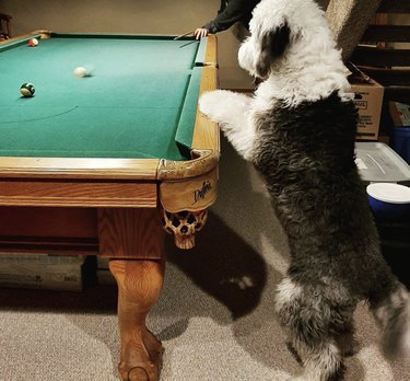 19 hundar som busar i poolhallen