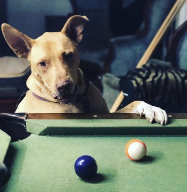 19 hundar som busar i poolhallen