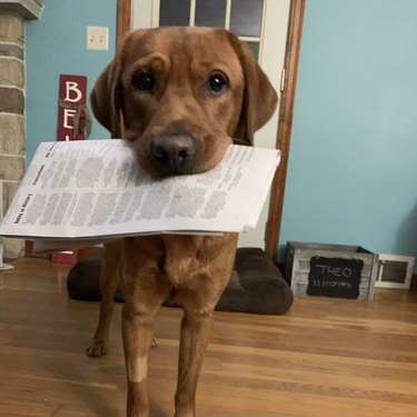 16 cani davvero interessati alle notizie