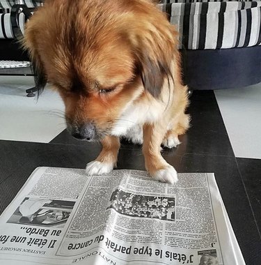 16 chiens qui font vraiment la une des journaux