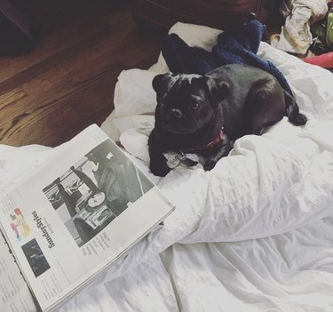 16 cani davvero interessati alle notizie
