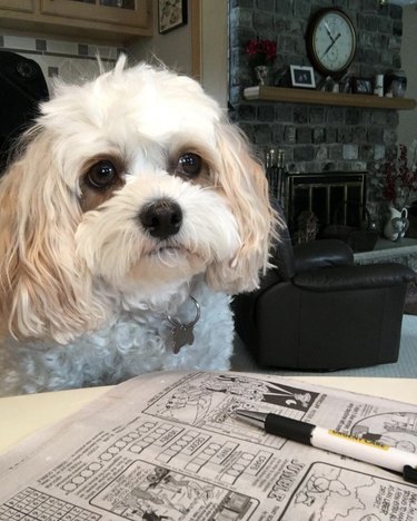 16 hundar som verkligen är intresserade av nyheterna