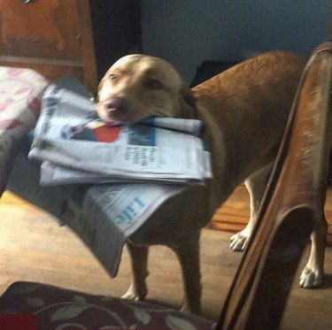 16 hundar som verkligen är intresserade av nyheterna