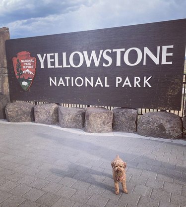 16 honden genieten van de natuur in nationale parken
