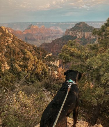 16 honden genieten van de natuur in nationale parken