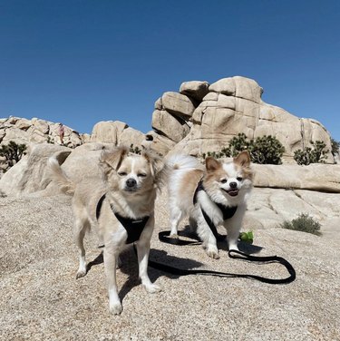 国立公園で自然を楽しむ16匹の犬 