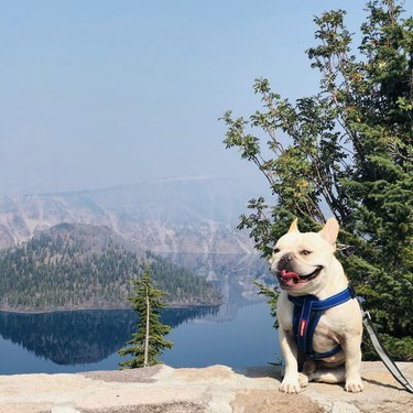 16 собак наслаждаются природой в национальных парках