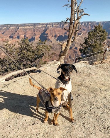 国立公園で自然を楽しむ16匹の犬 