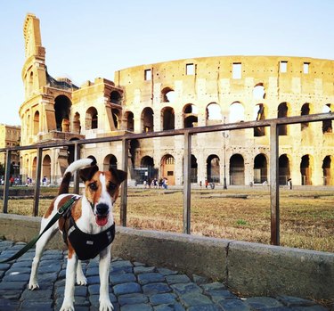 16 cani che viaggiano per il mondo stagionati
